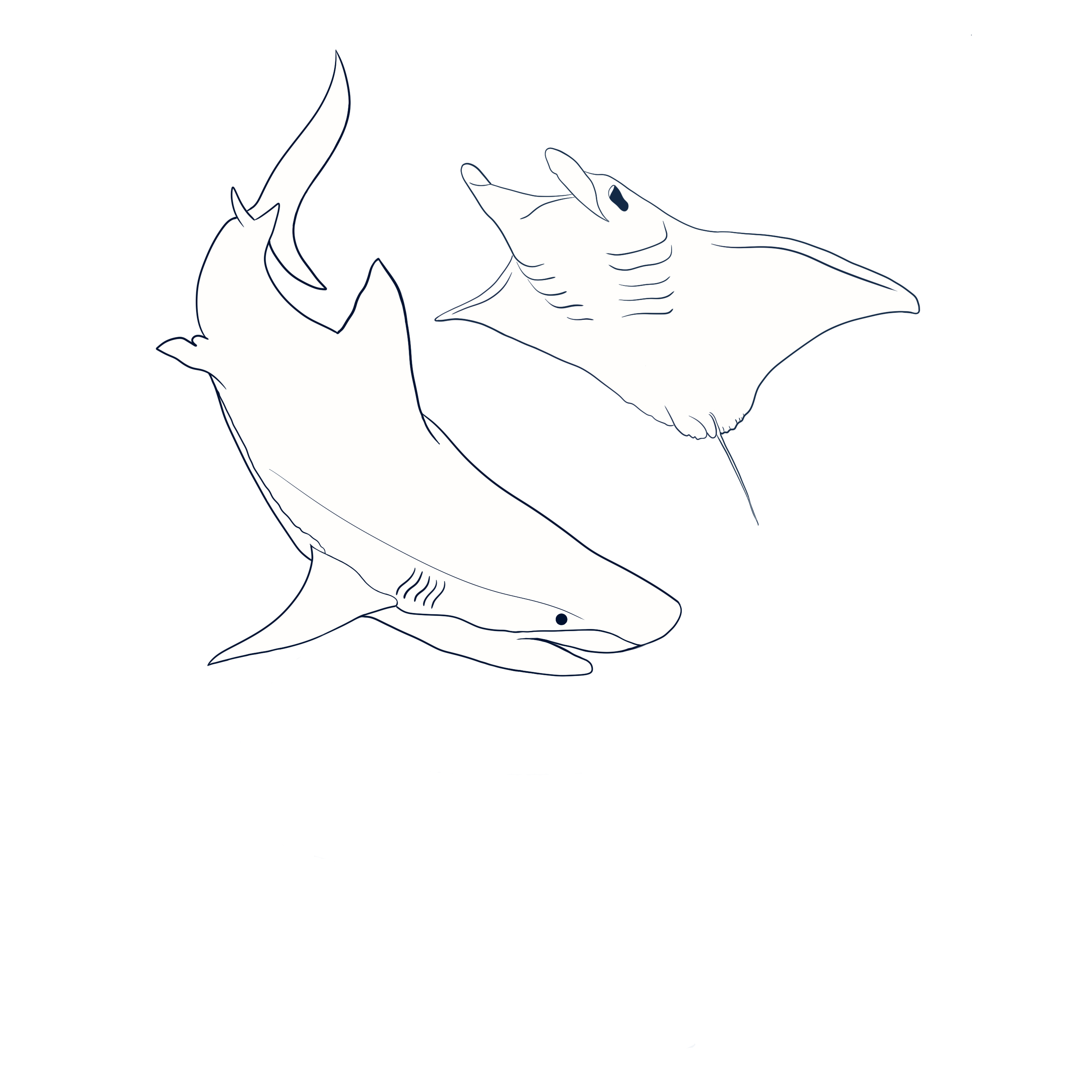 Oceanic Megafauna Awareness